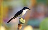 Paperbark Flycatcher